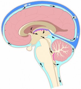 CSF_diagram